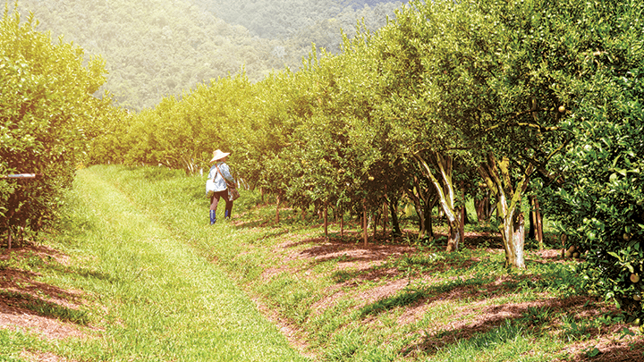 تقليم الأشجار : تعلم كيفية تشحيل الأشجار المثمرة والاوقات المناسبة